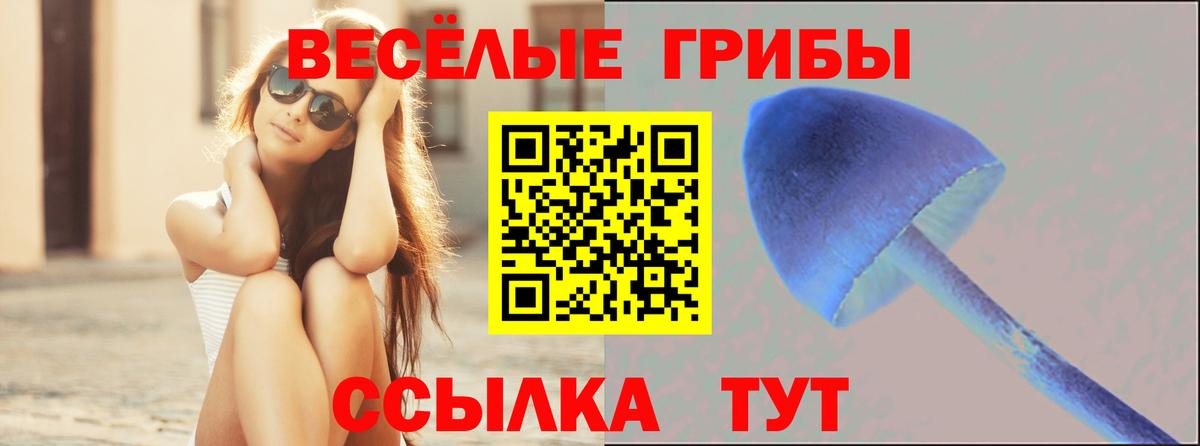 Псилоцибиновые грибы Cubensis Торжок